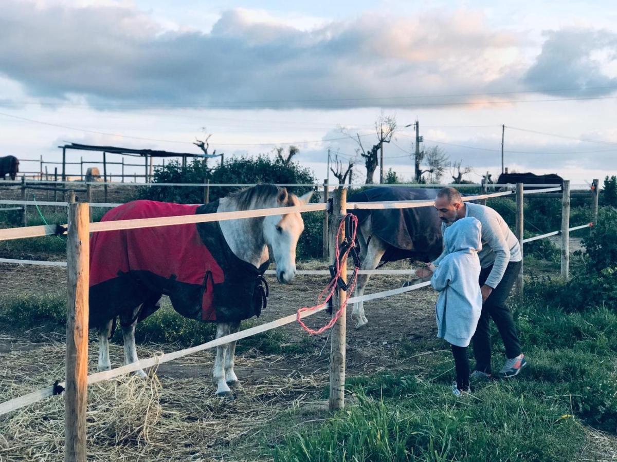 Oliveirinha Alojamento de Turismo Rural Évora